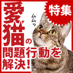 愛猫の問題行動を解決！