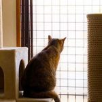 猫ちゃんのお部屋に、春の風を通してあげたかったので(N.N.樣)