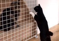ドライバー1本!組み立てるだけの猫用脱走防止ドア ドライバー1本!組み立てるだけの猫用脱走防止ドア