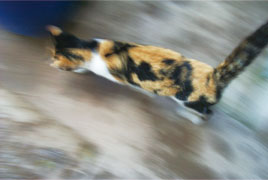 走る猫