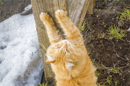 爪とぎする猫