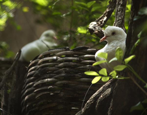 鳥の巣作り写真