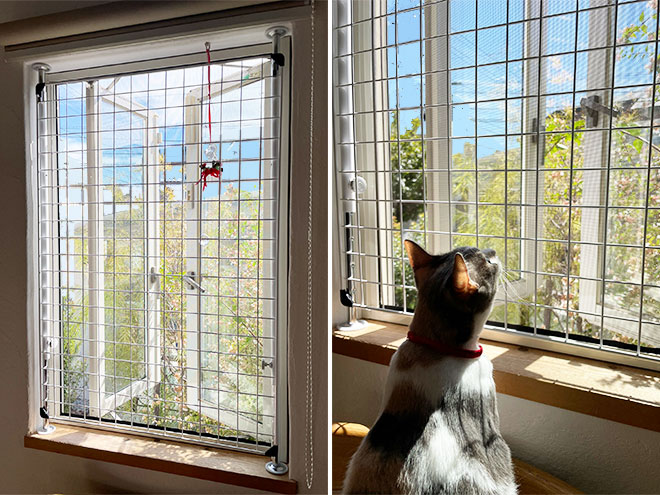 窓際に佇む猫