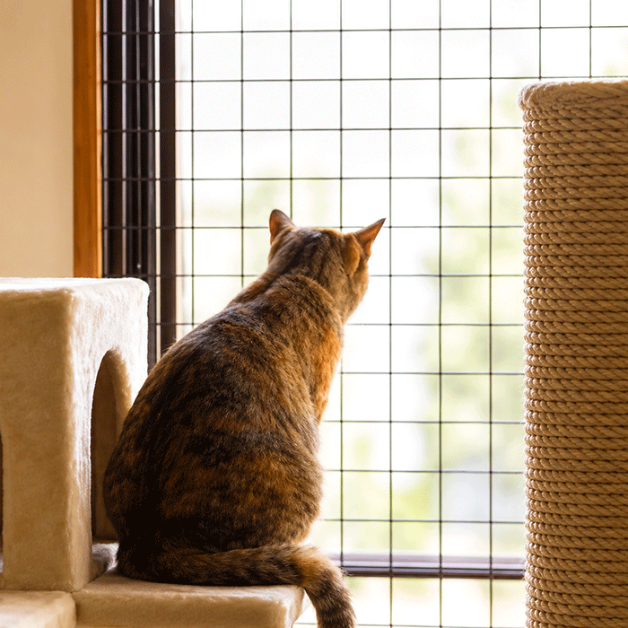 窓にメッシュパネルを設置し、室内に猫がいる様子