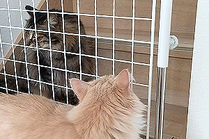 Strong Responsibility